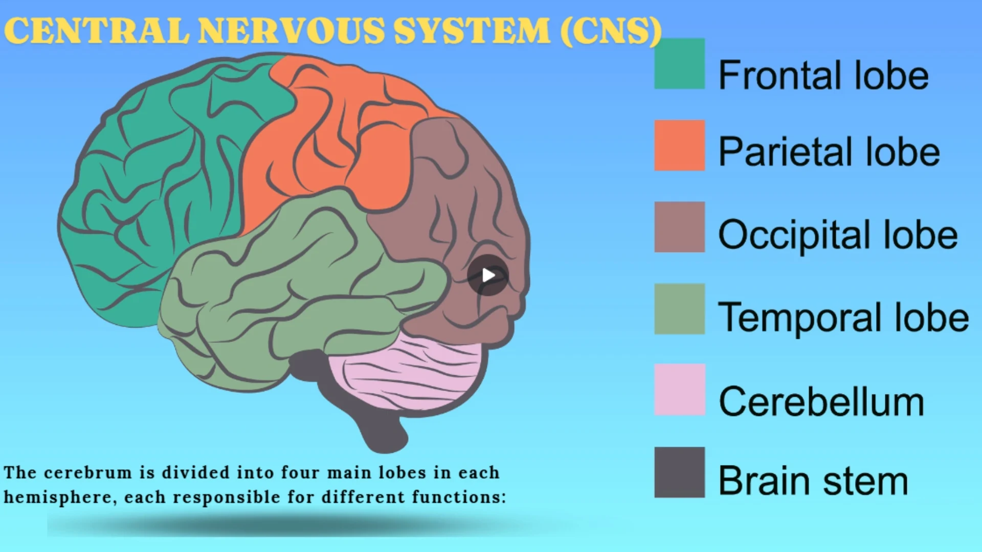 CNS - Brain Lobes
