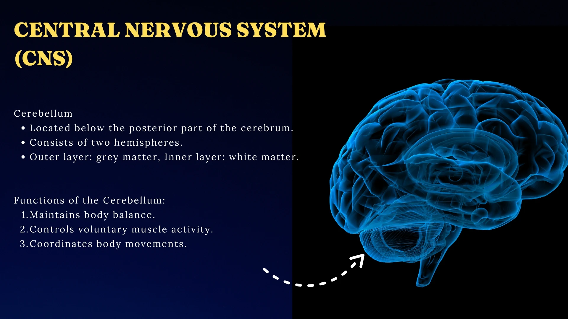 CNS - Cerebellum