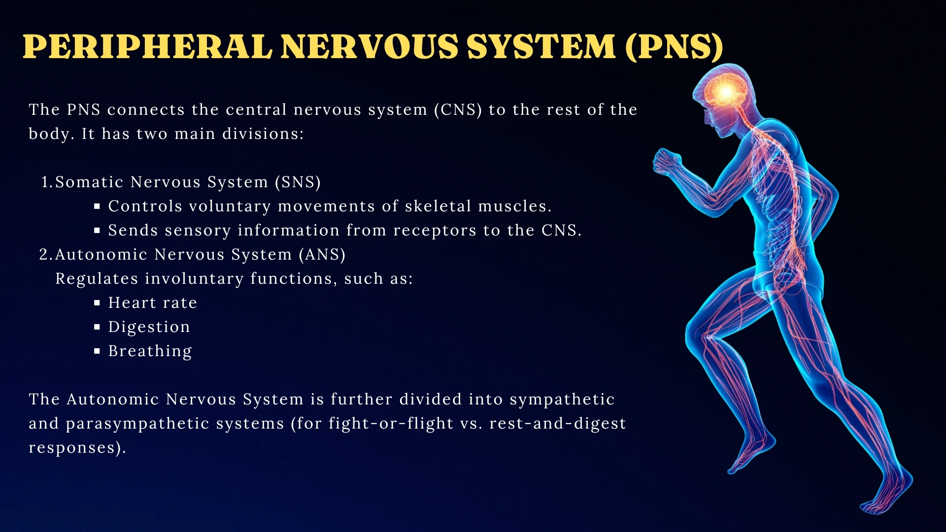 PNS - Somatic and Autonomic