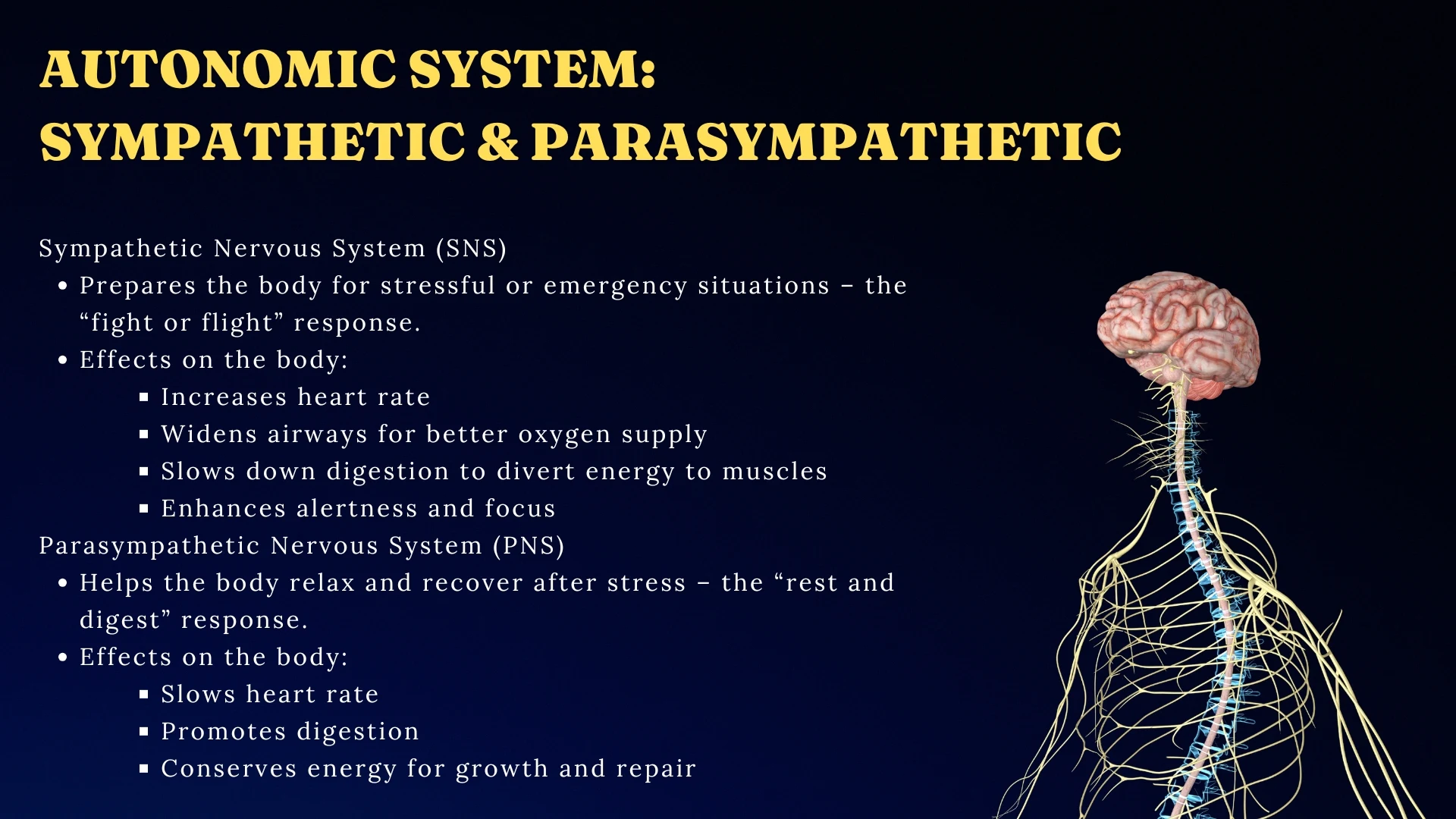 Autonomic System - Sympathetic & Parasympathetic