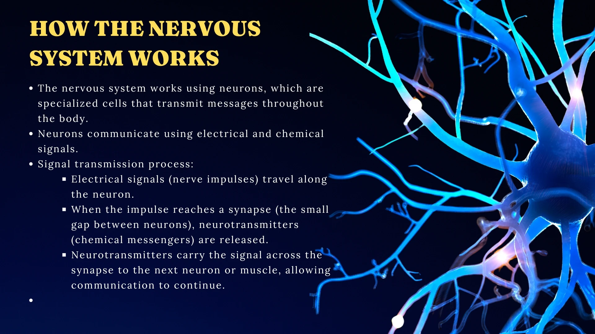 How the Nervous System Works