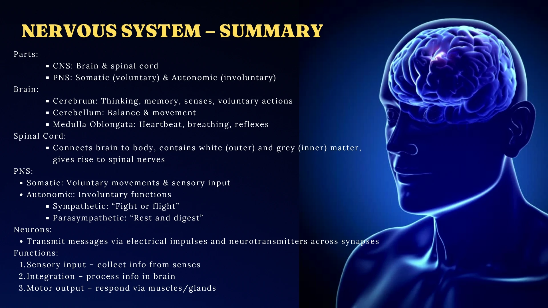 Nervous System Summary