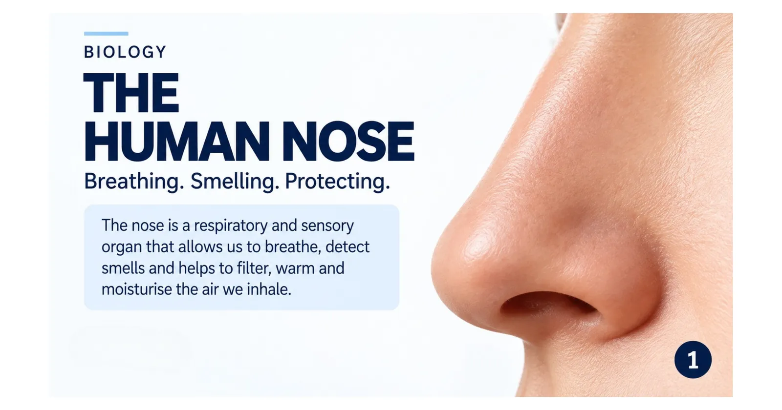 The human nose: a respiratory and sensory organ that lets us breathe, detect smells and filters, warms and moistens the air we inhale