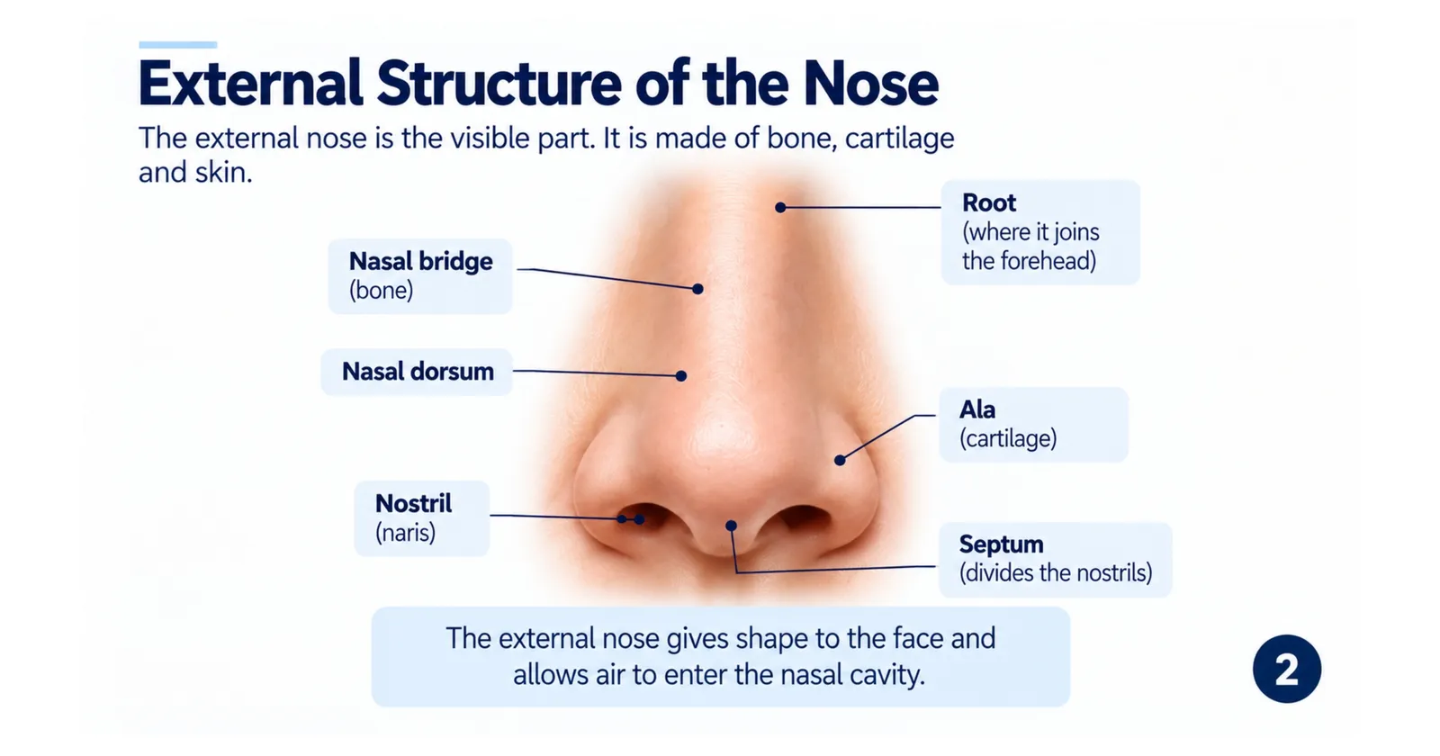 External structure of the nose labelled: nasal bridge, root, nasal dorsum, ala, nostril and septum