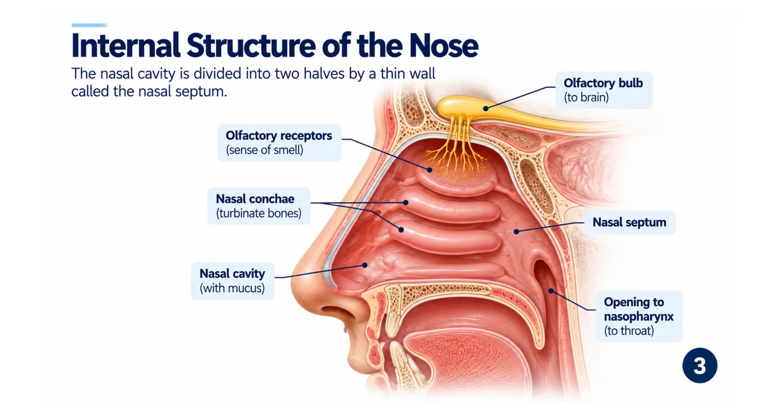 Internal structure of the nose: nasal cavity, nasal conchae (turbinates), olfactory receptors, olfactory bulb, nasal septum and the opening to the nasopharynx