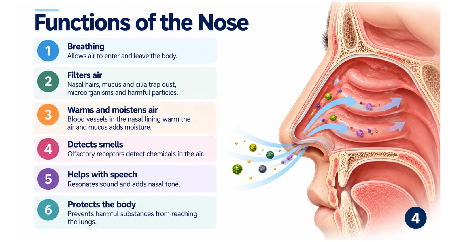 Six functions of the nose: breathing, filtering air, warming and moistening air, detecting smells, helping with speech and protecting the body