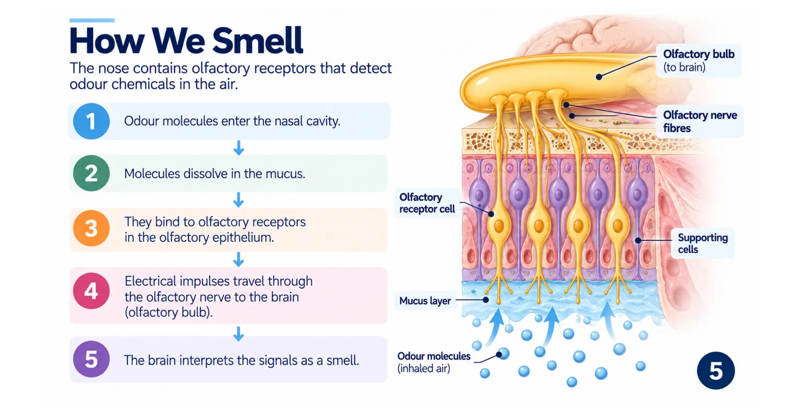 How we smell in five steps: odour molecules enter the nose, dissolve in mucus, bind to olfactory receptors, nerve impulses travel to the olfactory bulb and the brain identifies the smell