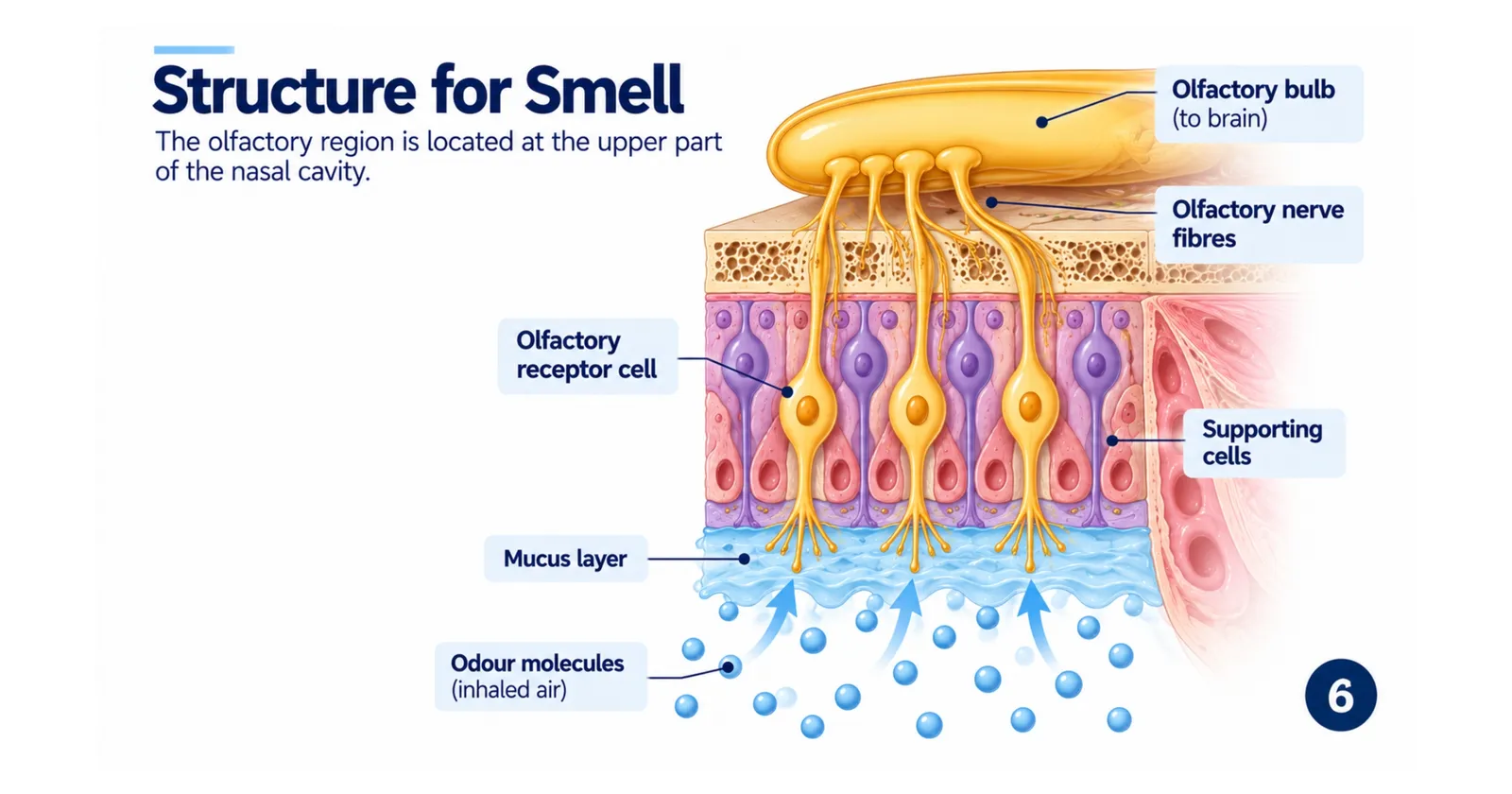 Structure for smell: the olfactory region at the top of the nasal cavity with olfactory receptor cells, supporting cells, mucus layer, olfactory nerve fibres and olfactory bulb
