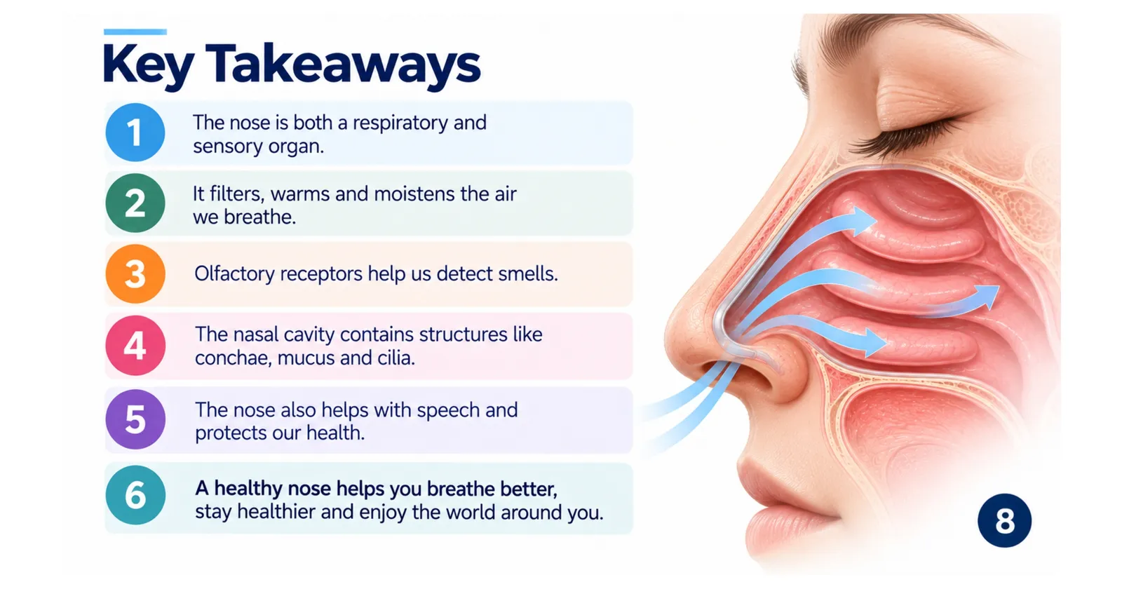 Human nose key takeaways: a respiratory and sensory organ that filters, warms and moistens air, detects smells, and helps with speech and protection