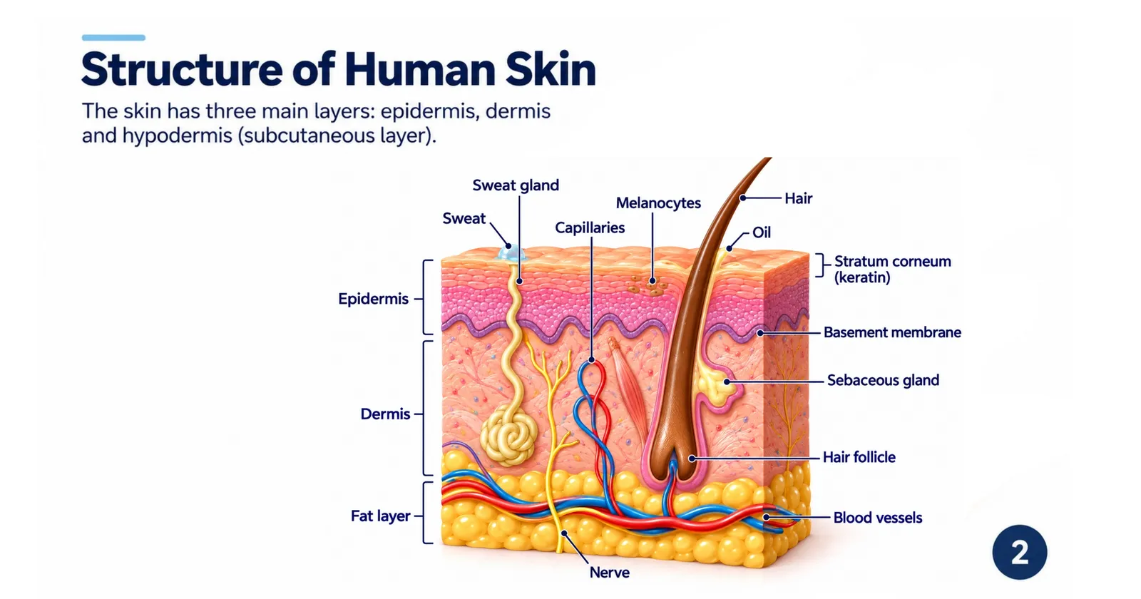 Labelled cross-section of human skin showing the epidermis, dermis and hypodermis with hair, sweat gland, sebaceous gland, blood vessels and nerve