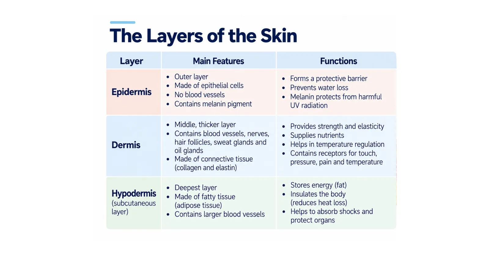 Table of the three skin layers with their main features and functions