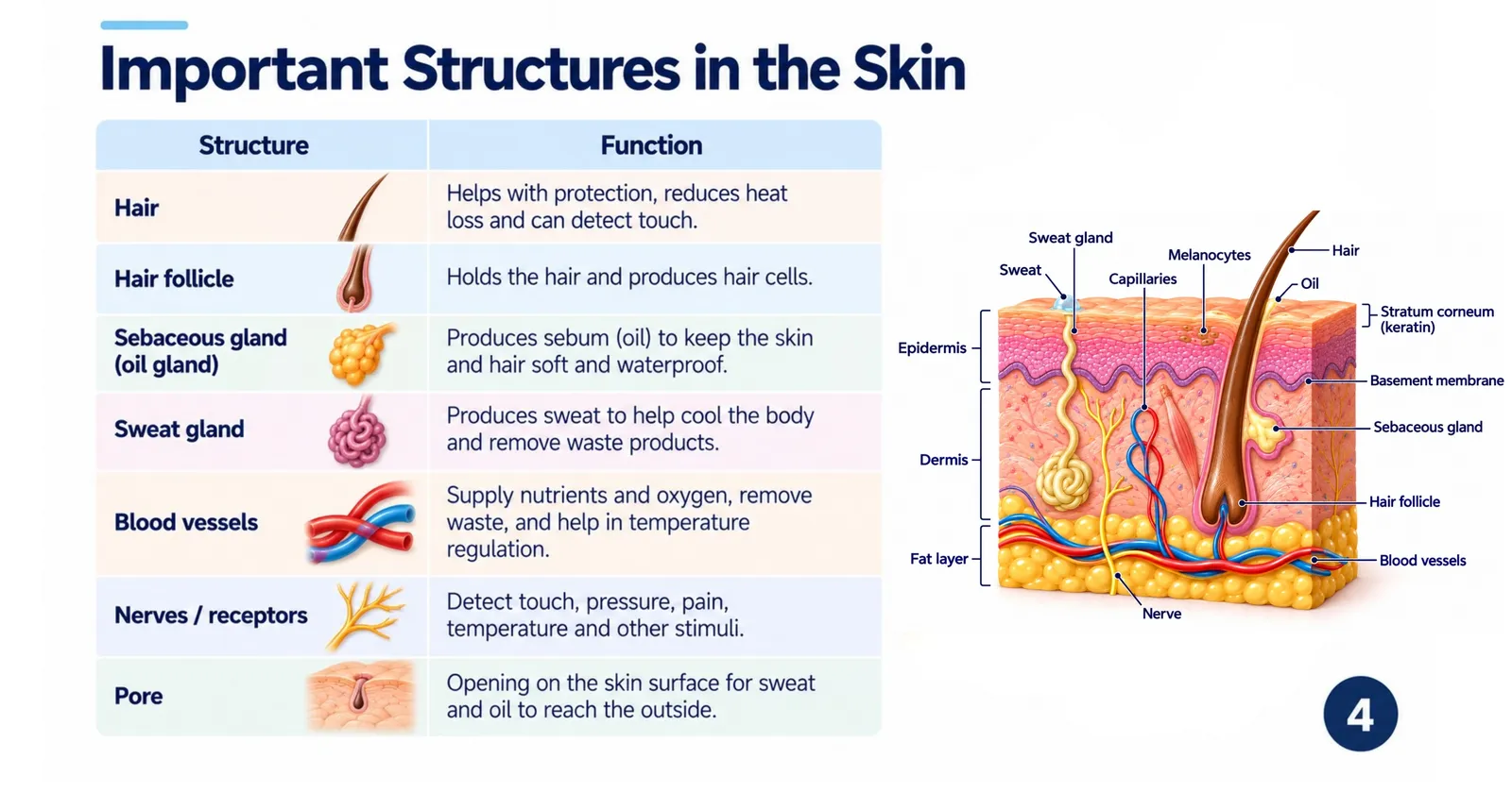 Important structures in the skin: hair, hair follicle, sebaceous gland, sweat gland, blood vessels, nerves and pores and what each does