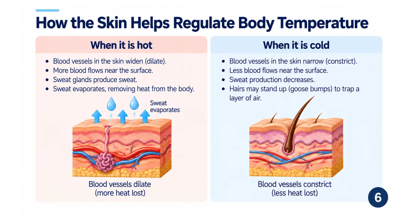 How the skin regulates body temperature: vessels dilate and sweat evaporates when hot; vessels constrict and hairs stand up when cold