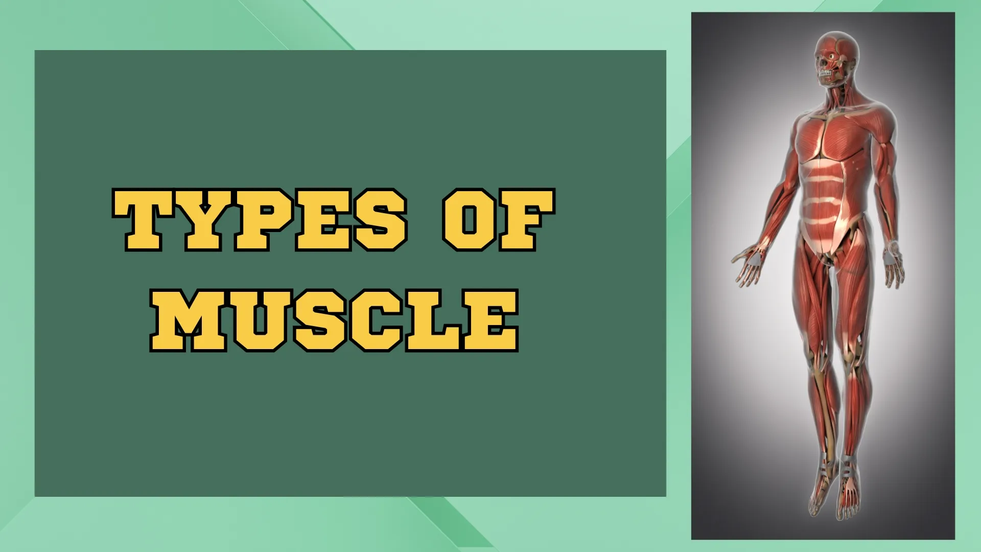 Types of Muscle - Title
