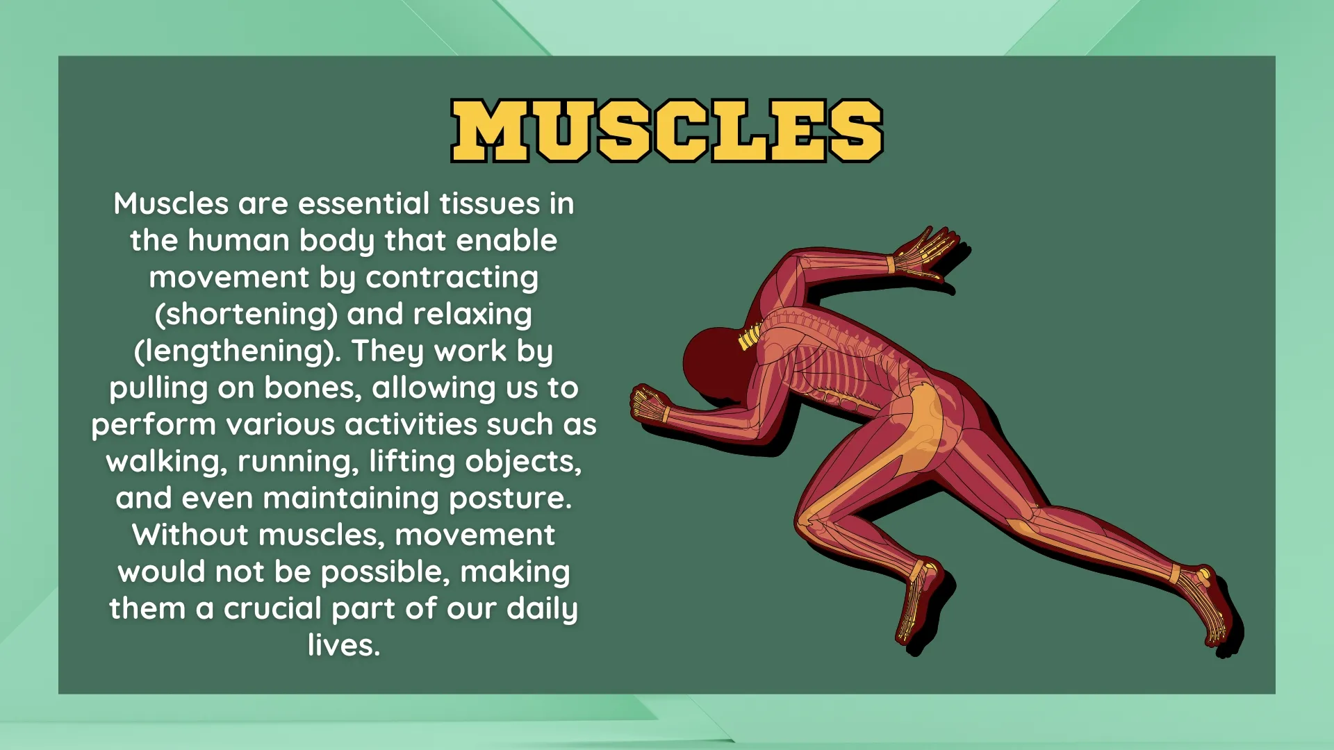 What are Muscles