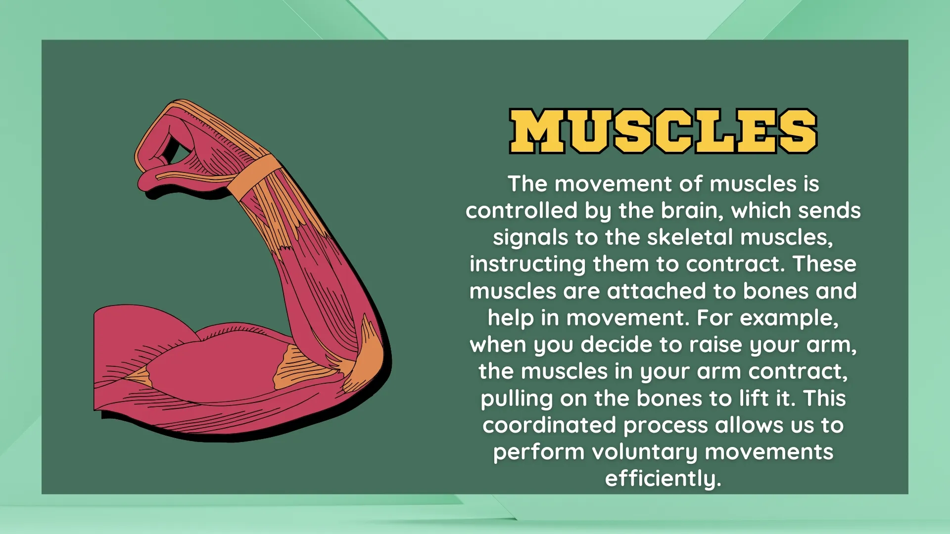 How Muscles Work