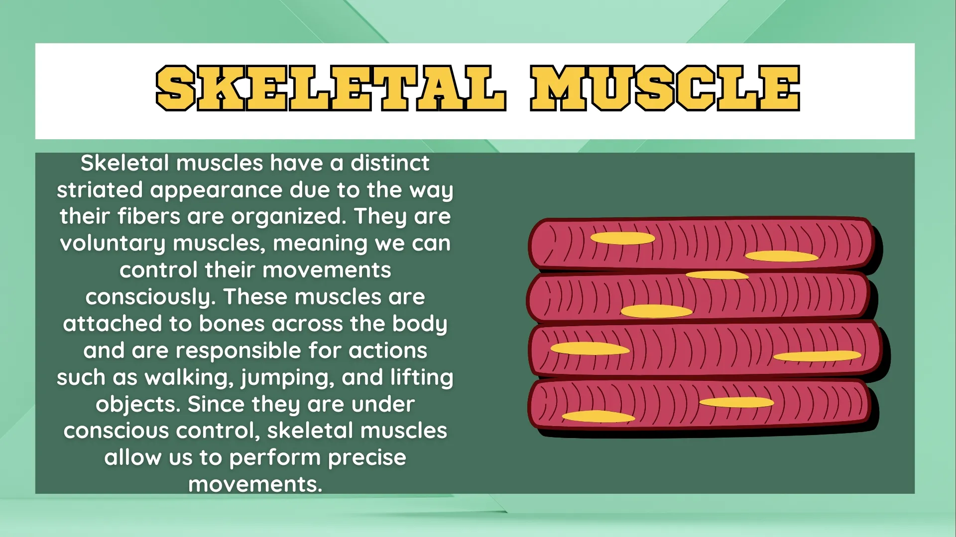 Skeletal Muscle