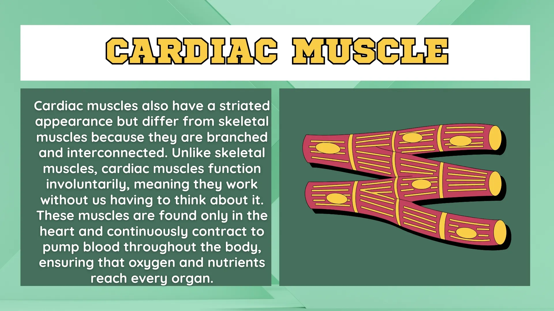 Cardiac Muscle