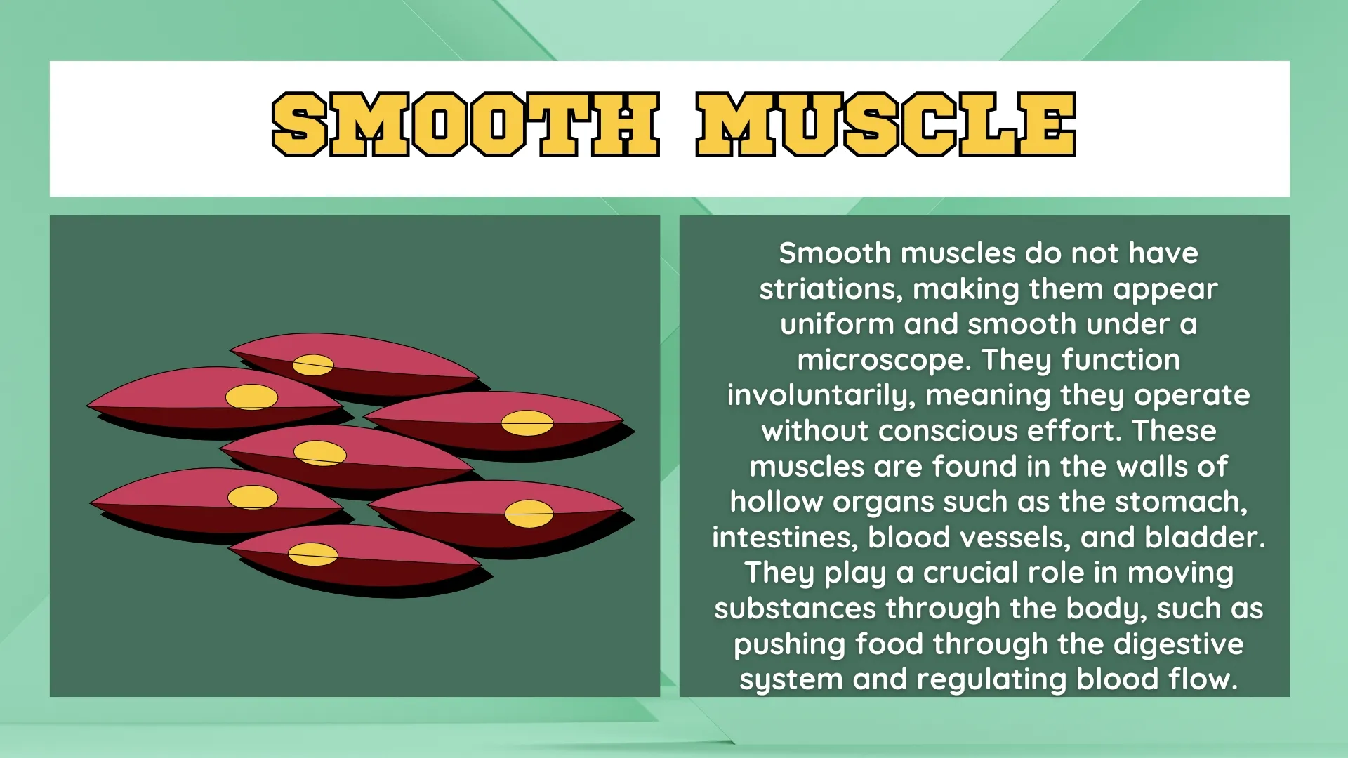 Smooth Muscle
