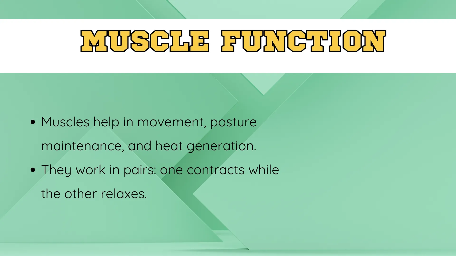 Muscle Function