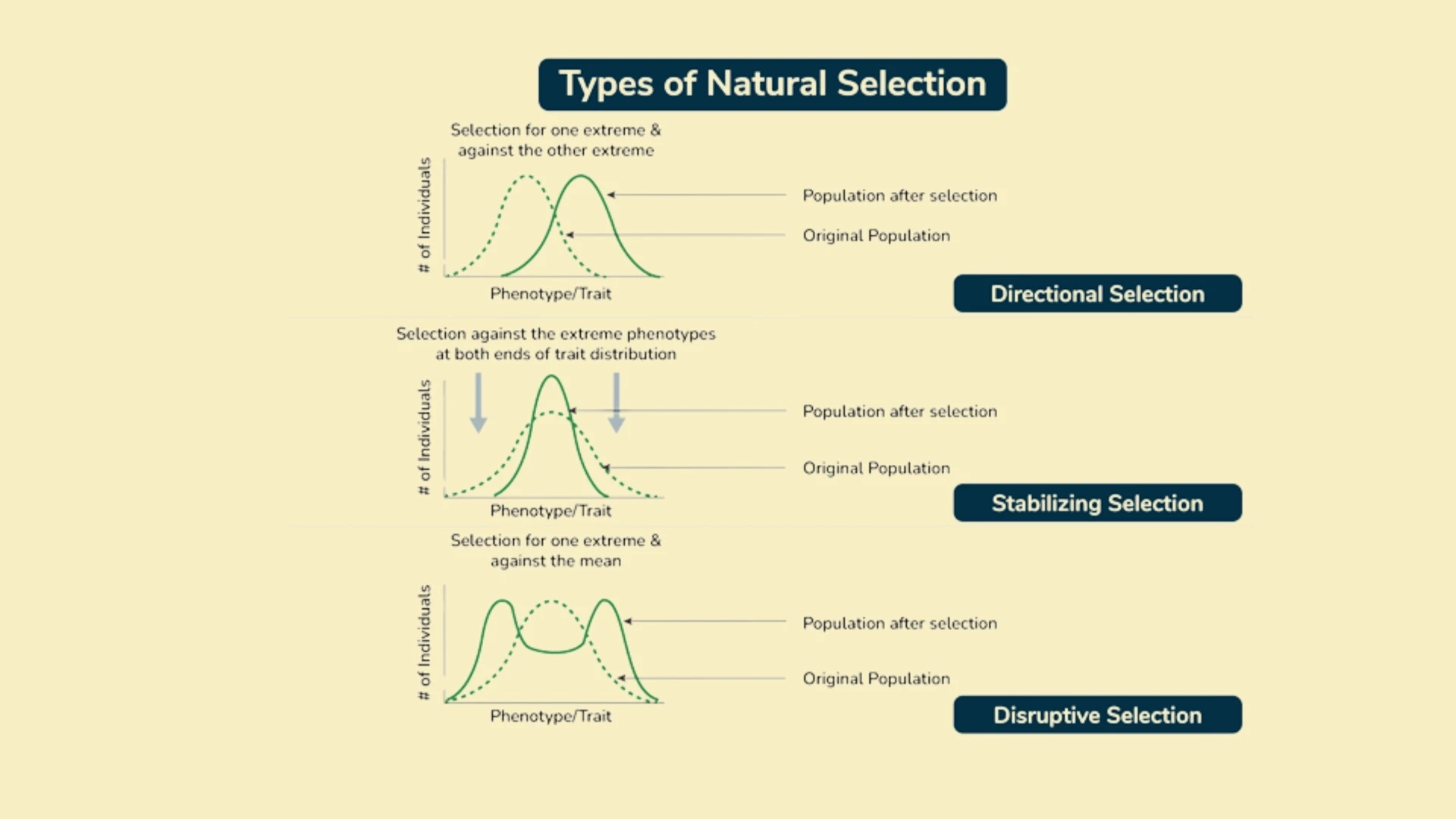 Types of Natural Selection - Graphs