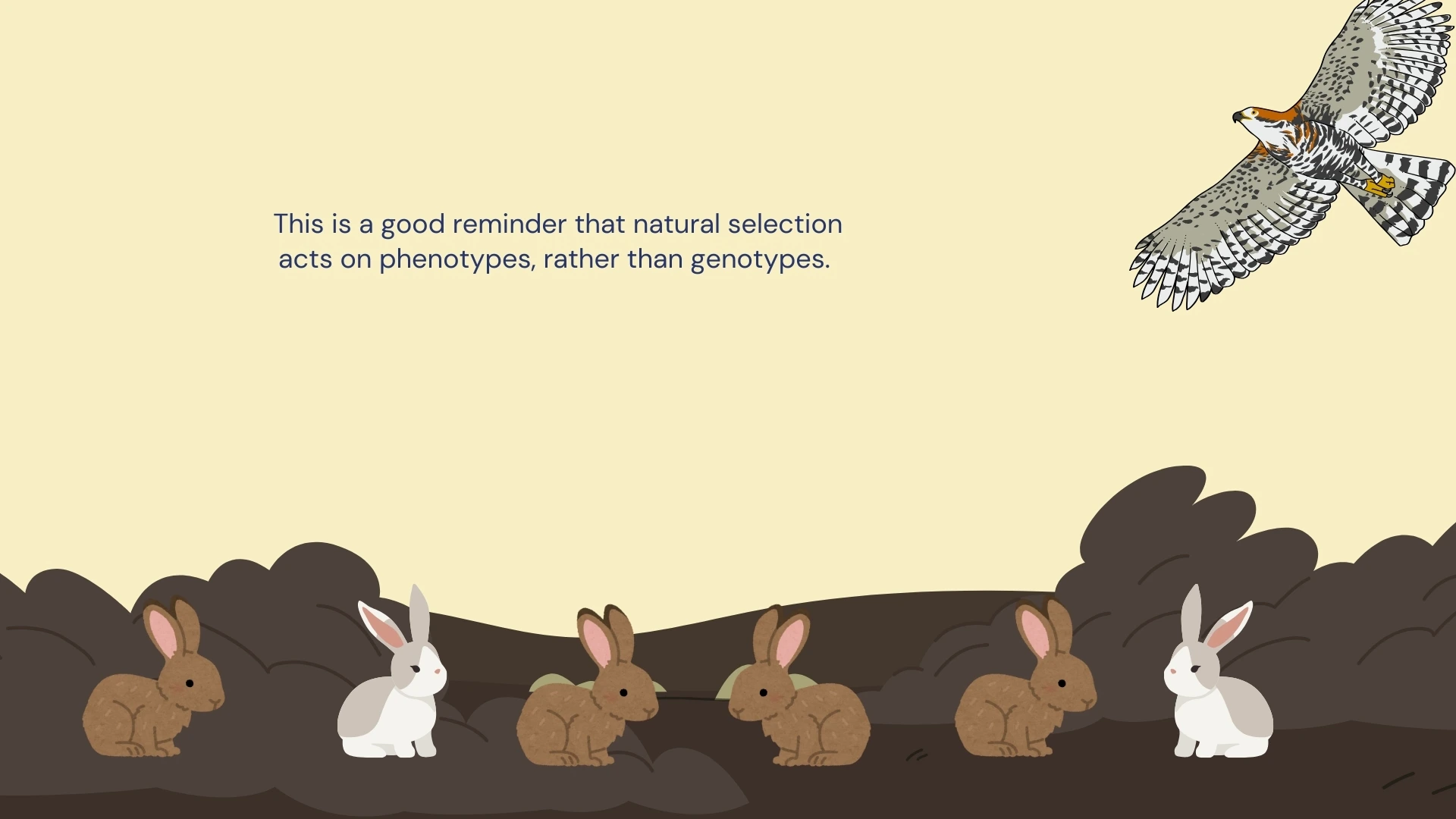 Natural selection acts on phenotypes