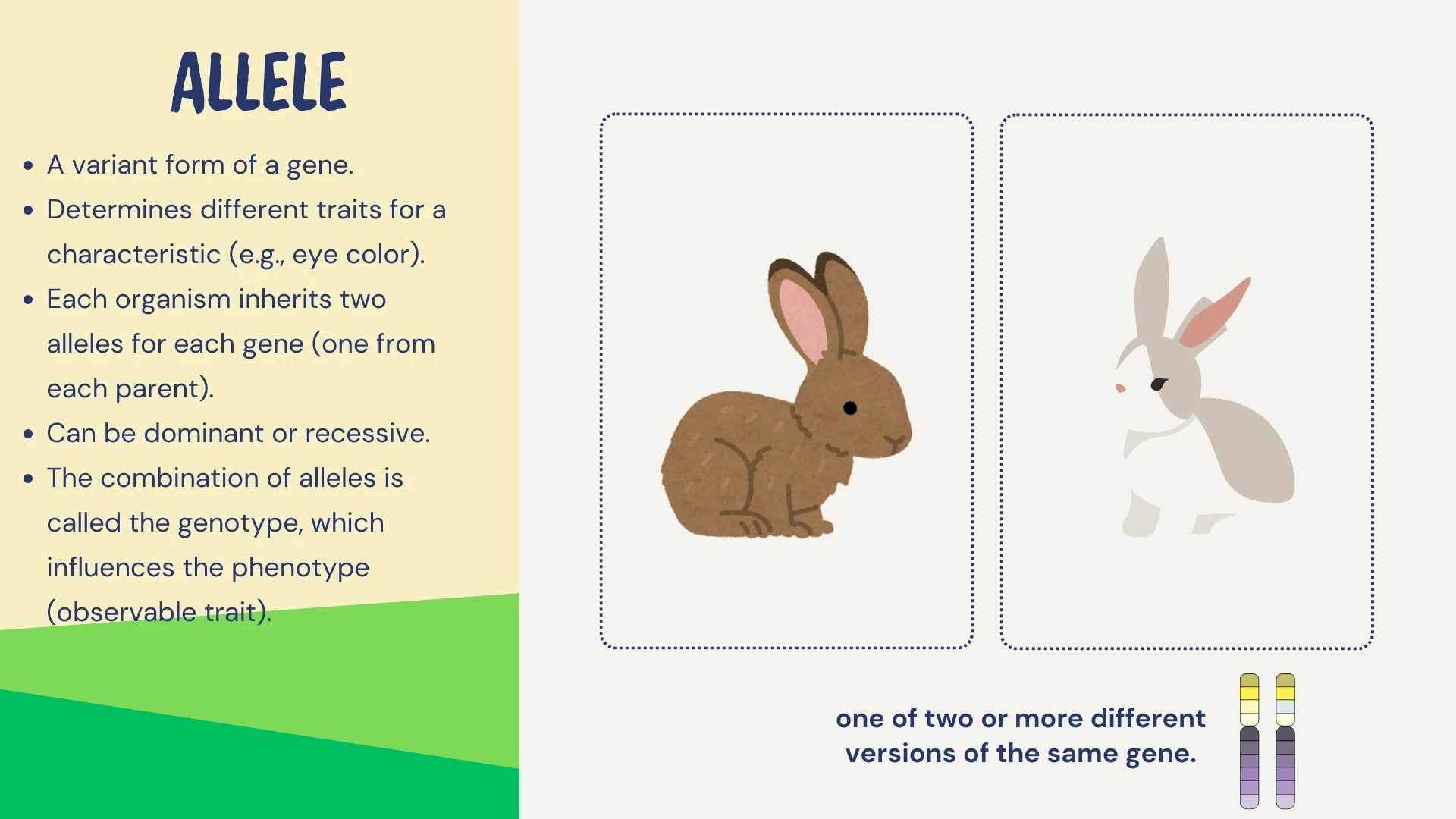 Allele - variant form of a gene