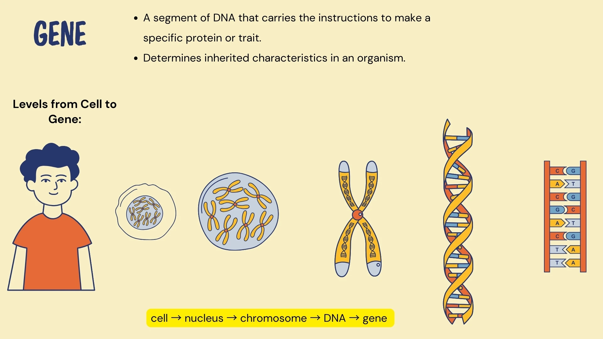 Gene - DNA segment