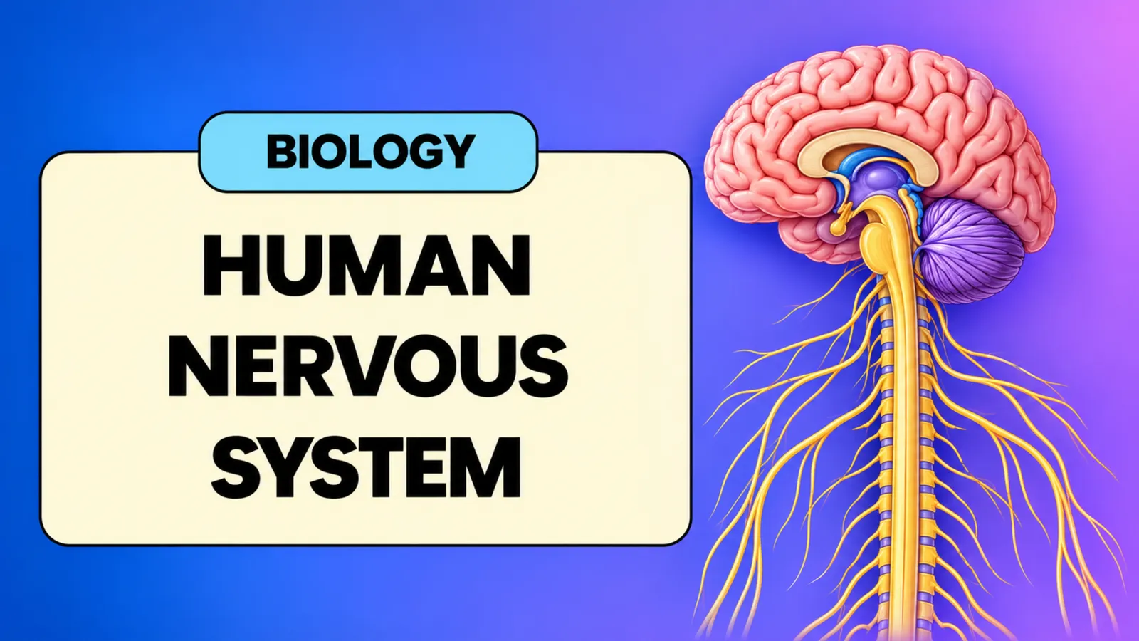 Biology title slide: the human nervous system, brain and spinal cord with nerves