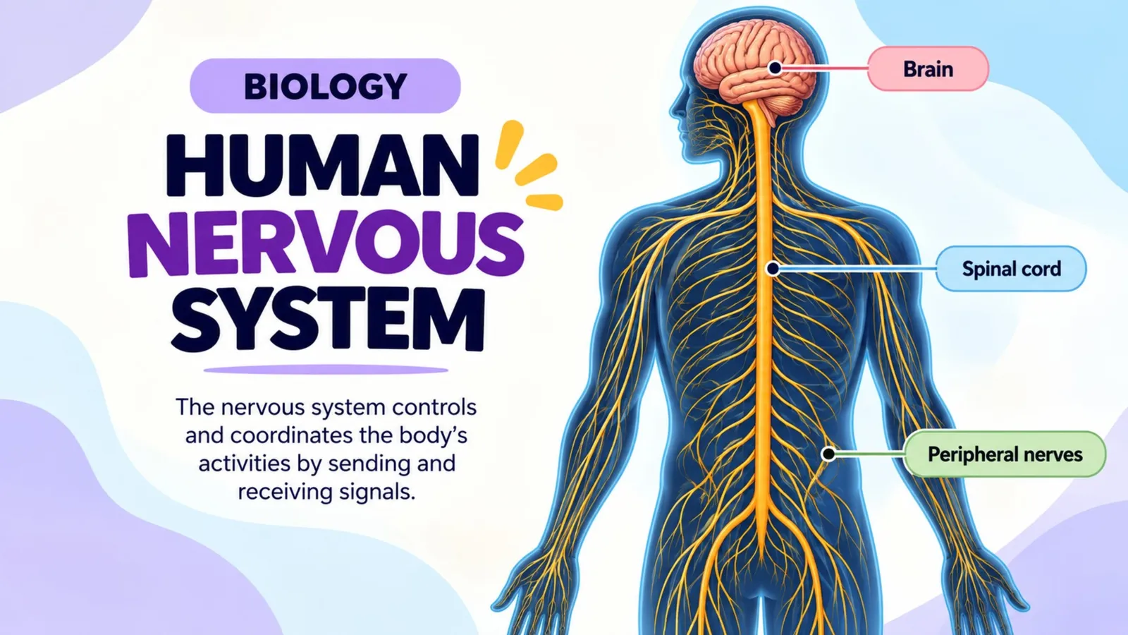 The human nervous system: brain, spinal cord and peripheral nerves controlling and coordinating the body