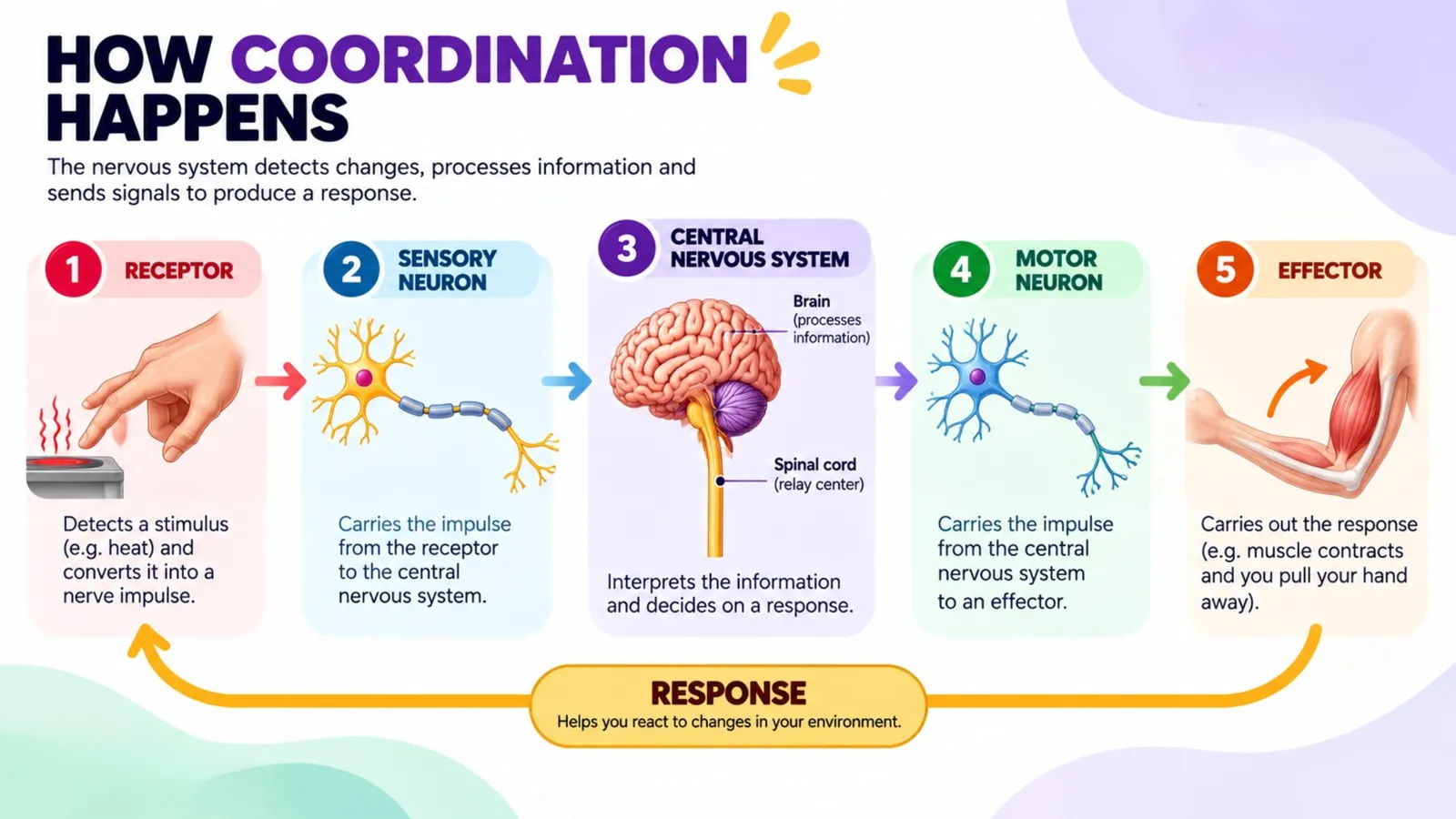 How coordination happens: receptor, sensory neurone, central nervous system, motor neurone and effector produce a response
