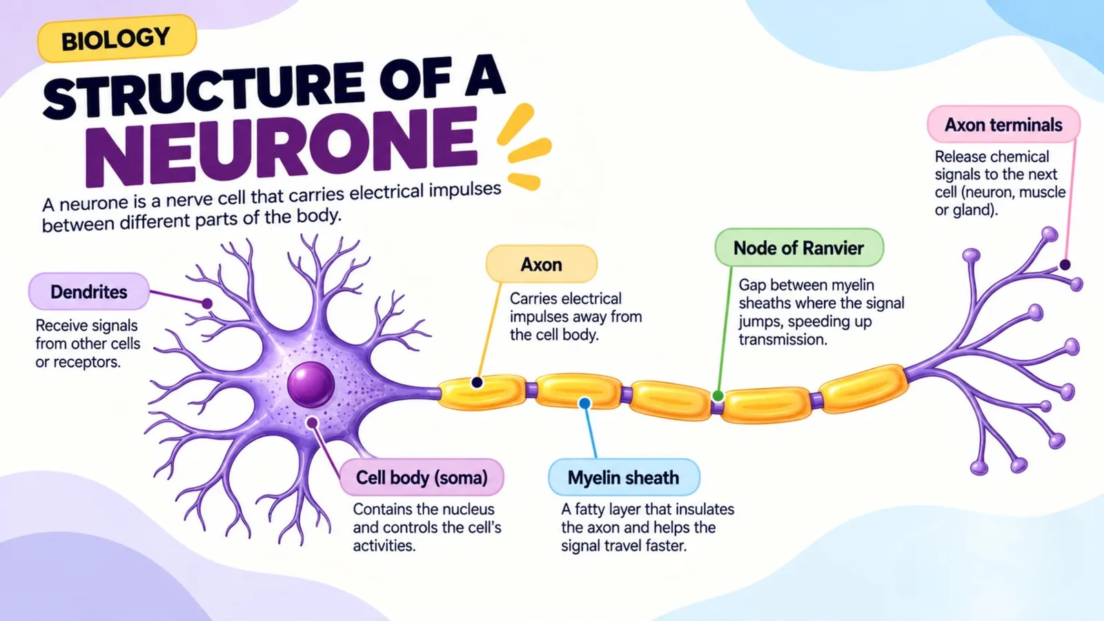Structure of a neurone: dendrites, cell body, axon, myelin sheath, node of Ranvier and axon terminals