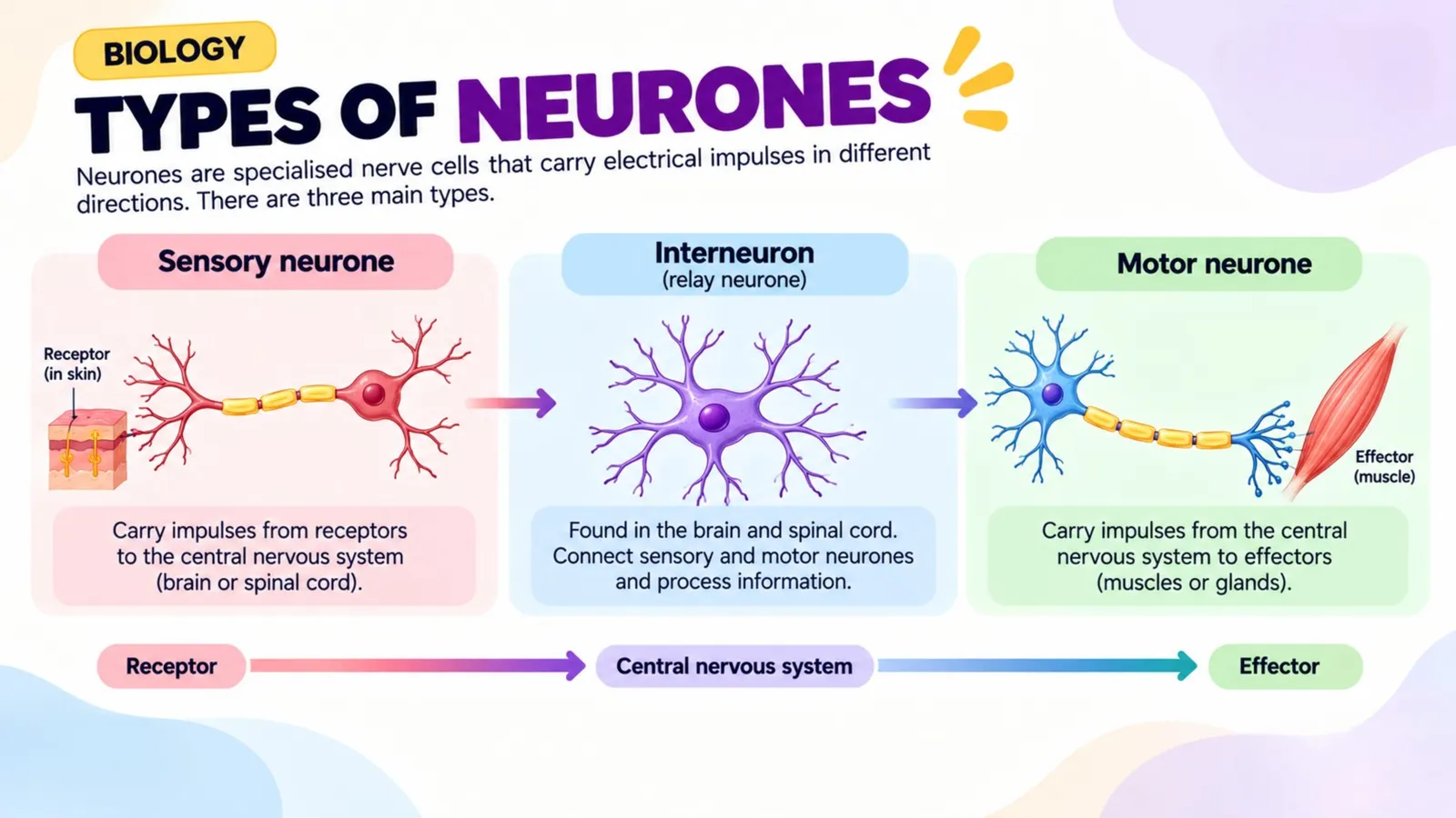 Types of neurones: sensory neurone, interneuron (relay neurone) and motor neurone from receptor to effector