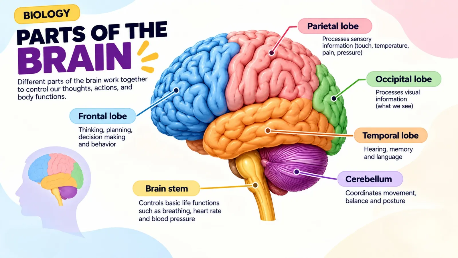 Parts of the brain: frontal, parietal, occipital and temporal lobes, cerebellum and brain stem with their functions