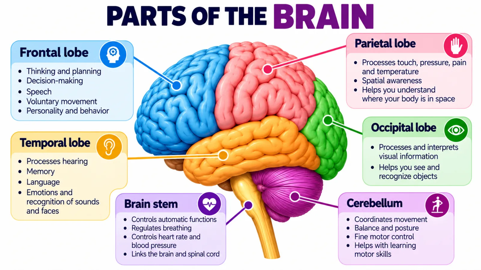 Parts of the brain in detail: functions of each lobe, the cerebellum and the brain stem