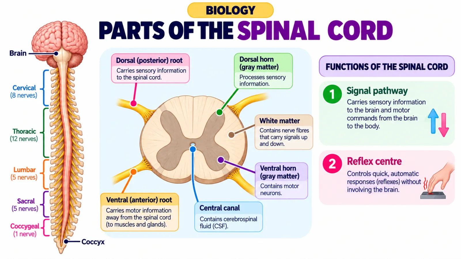 Parts of the spinal cord: grey and white matter, dorsal and ventral roots, central canal, signal pathway and reflex centre