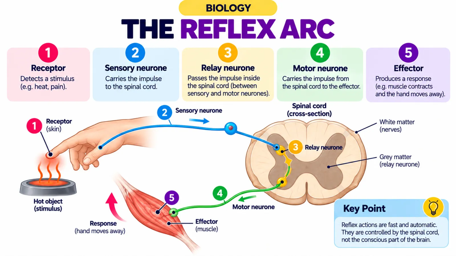 The reflex arc: receptor, sensory neurone, relay neurone, motor neurone and effector when a hand touches a hot object