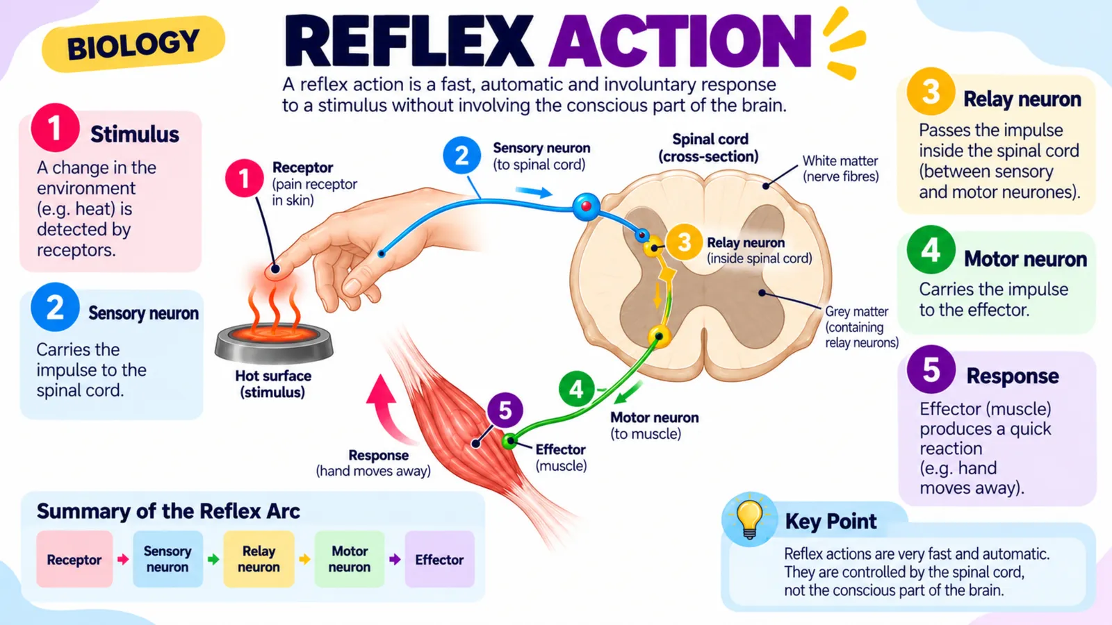 Reflex action: stimulus, sensory neuron, relay neuron, motor neuron and response, with a summary of the reflex arc