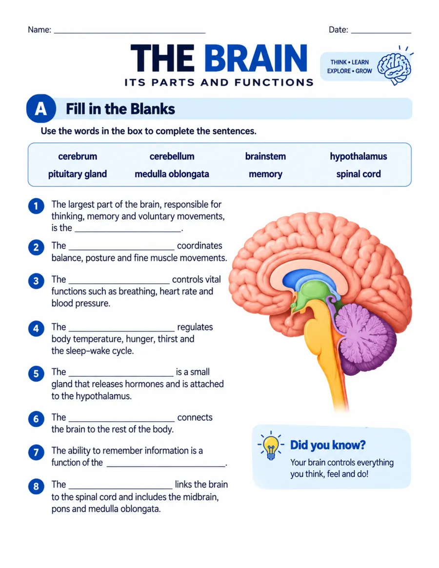 The brain: fill in the blanks worksheet preview
