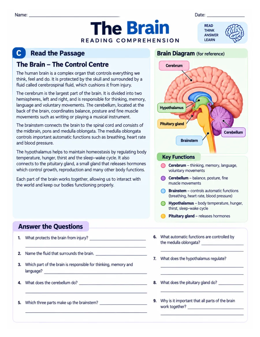 The brain: reading comprehension worksheet preview