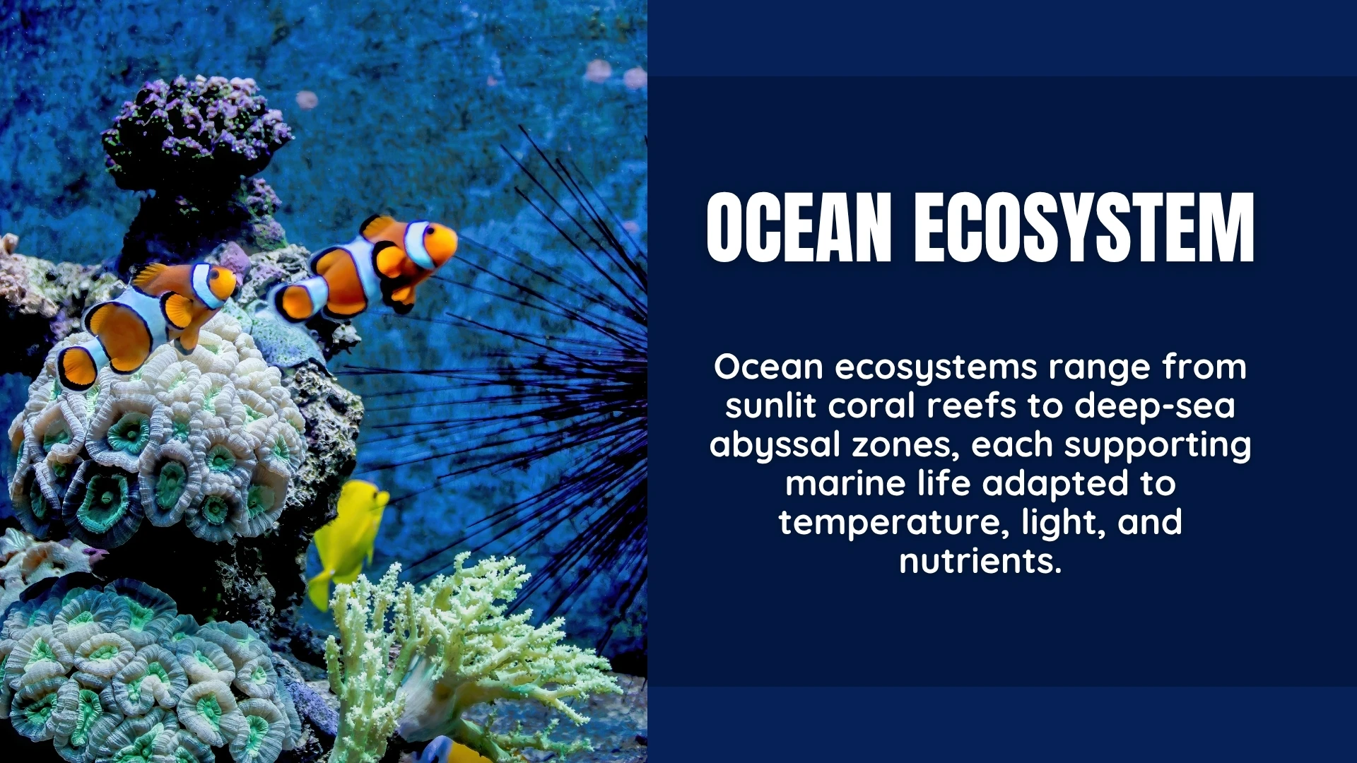 Ocean Ecosystem