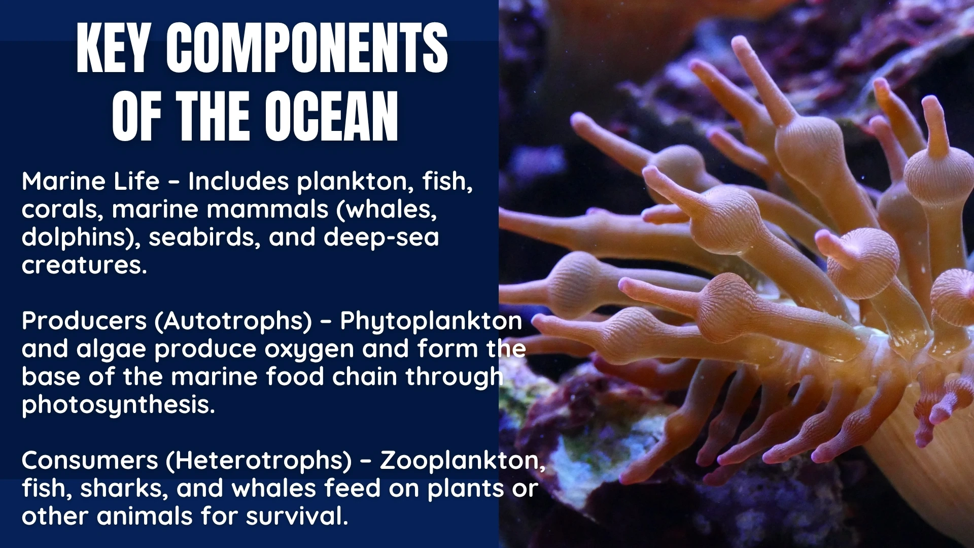 Key Components - Marine Life, Producers, Consumers
