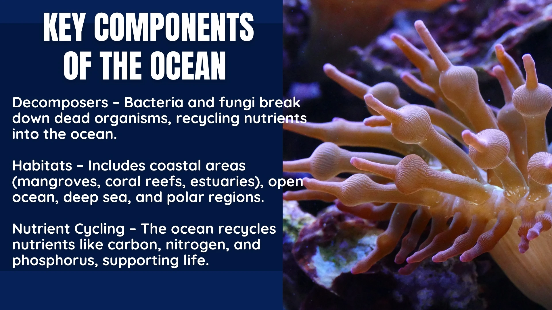 Key Components - Decomposers, Habitats, Nutrient Cycling