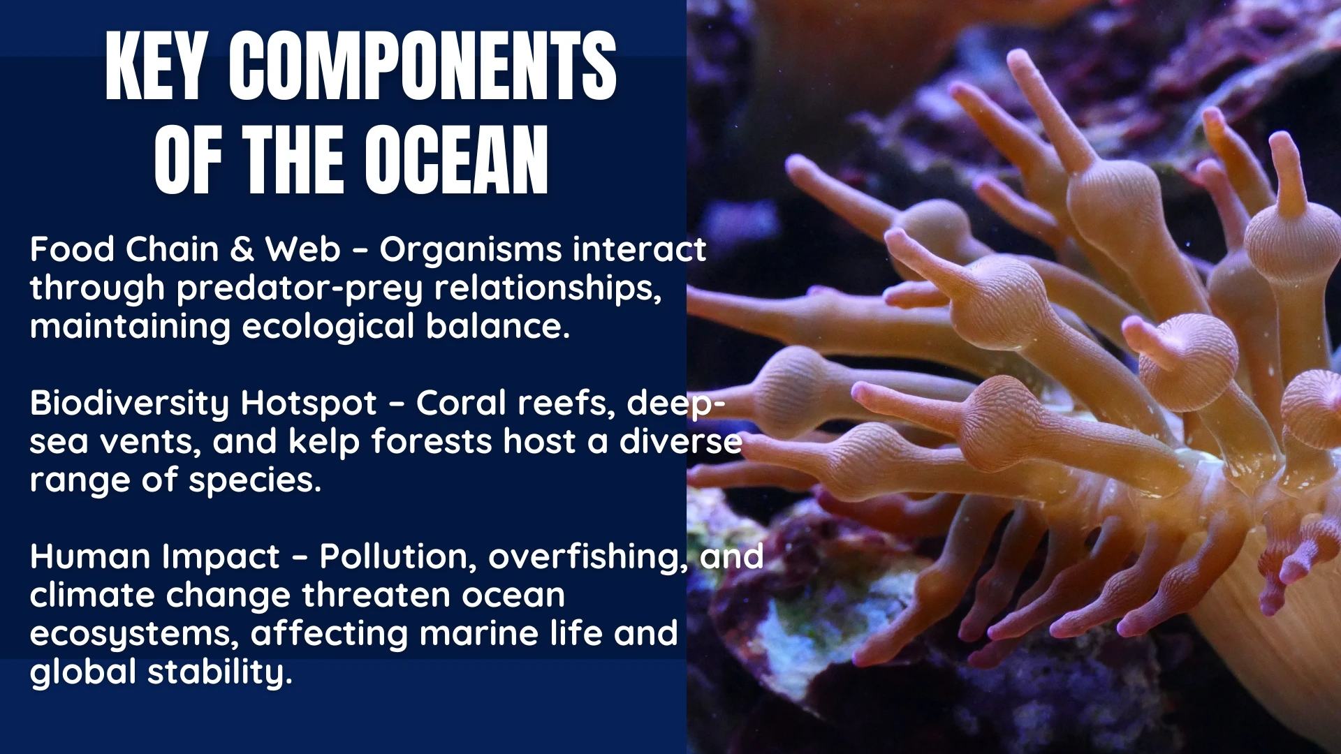 Key Components - Food Chain, Biodiversity, Human Impact
