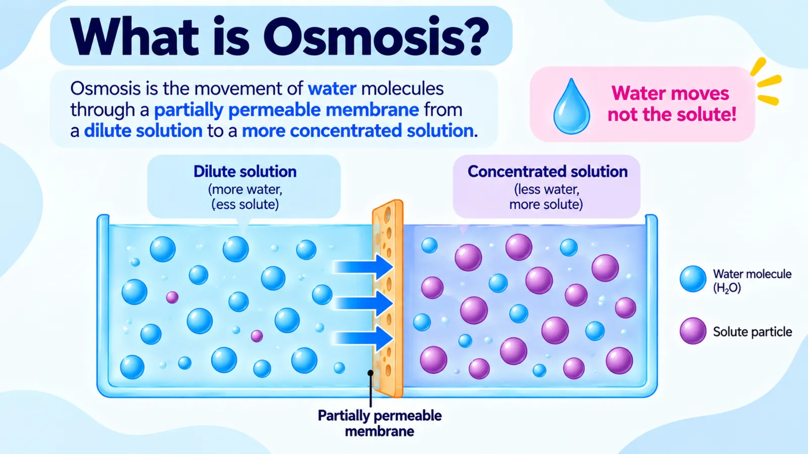 What is osmosis: water molecules move through a partially permeable membrane from a dilute solution to a more concentrated solution, the solute does not move