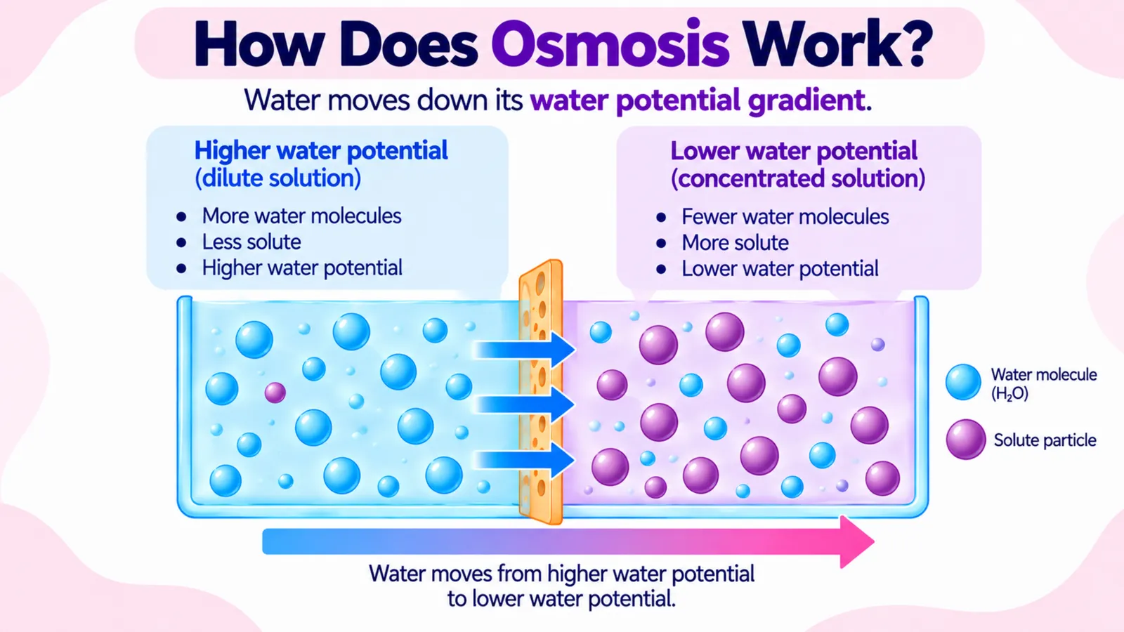 How osmosis works: the dilute side has more water molecules and higher water potential, so water moves to the concentrated side with lower water potential