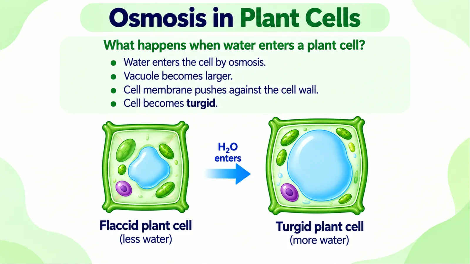 Osmosis in plant cells: water enters a flaccid cell, the vacuole gets larger, the membrane pushes against the cell wall and the cell becomes turgid