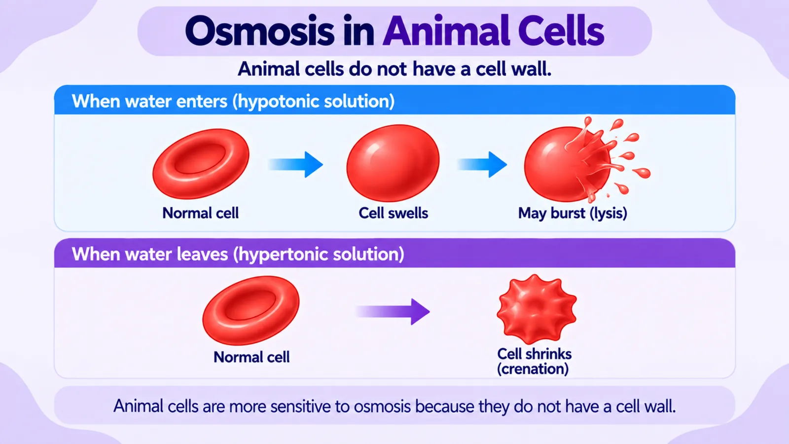 Osmosis in animal cells: a red blood cell swells and may burst (lysis) in a hypotonic solution and shrinks (crenation) in a hypertonic solution because it has no cell wall