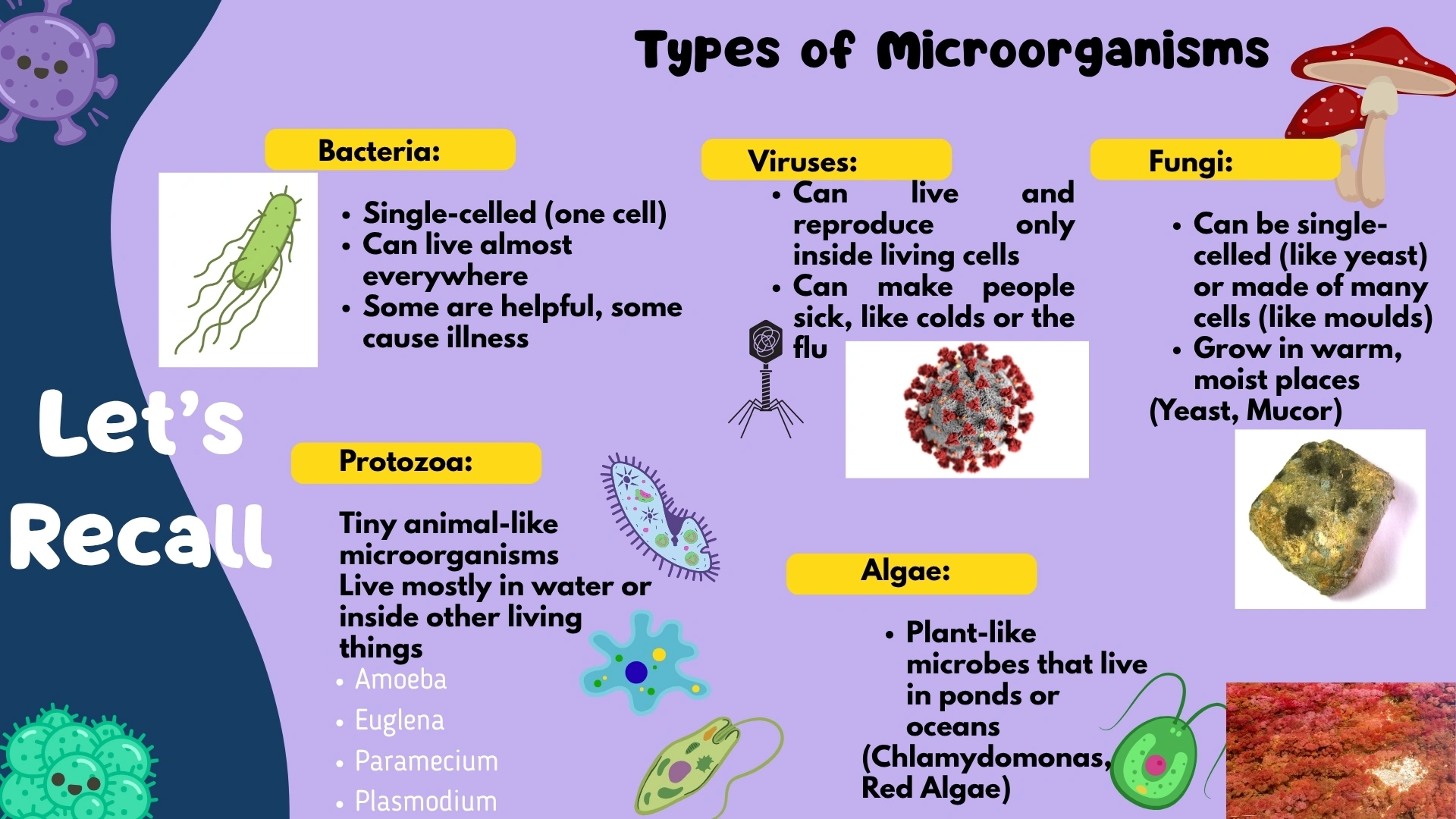 Types of Microorganisms