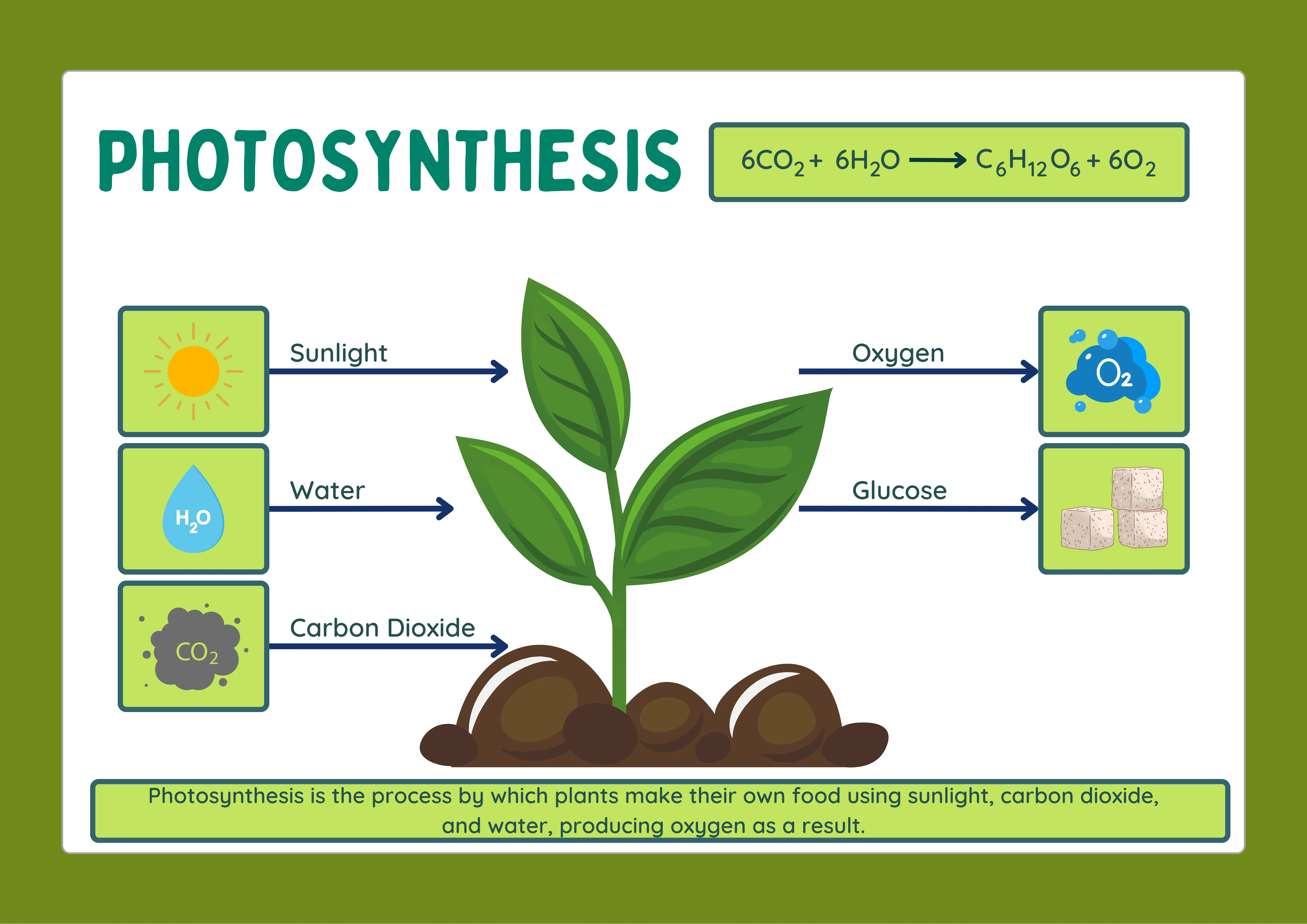Photosynthesis Overview Worksheet